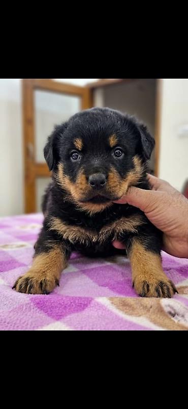 İtlər: Rotveyler, Peyvəndli — 5