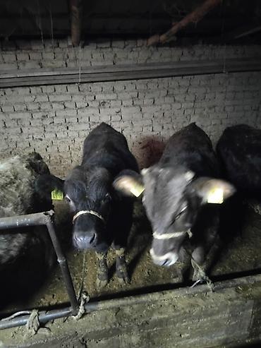 Коровы, быки: Продаю | Бык (самец) | Полукровка | На откорм | Привязанные — 22