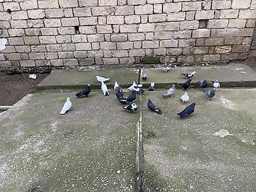 Göyərçinlər: 22 ədəddir üsd üsdə 4 manatdan tərgidmə maraqlanan vp yazsın video — 10