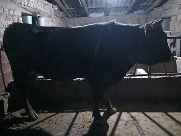 Коровы, быки: Продаю | Бык (самец) | Швицкая | На забой — 8