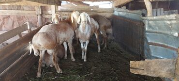 услуги стрижки овец: Продаю | Баран (самец) | Арашан