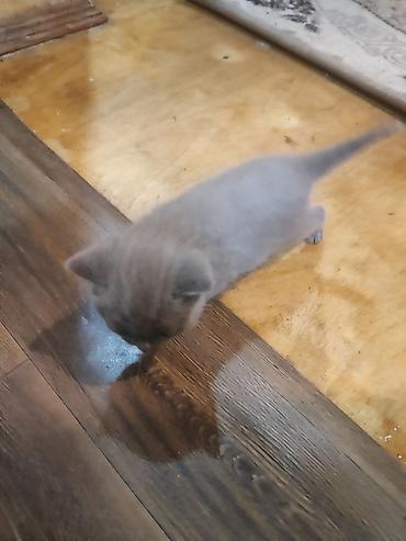 Pişiklər: Britan — 6