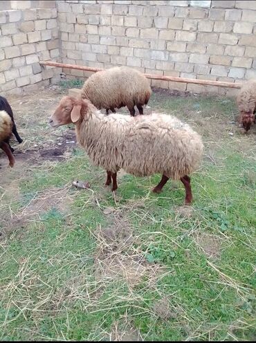 Qoyunlar, qoçlar: Qiymət cütünə ayıdır real alıcıya endirim olacaq boğaz heyvan di — 4