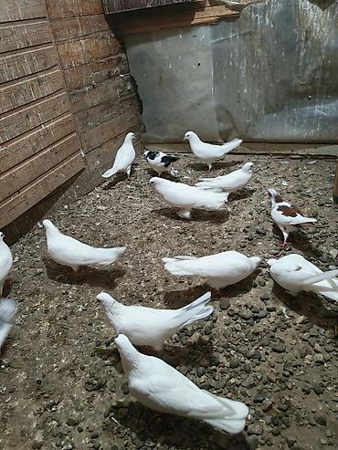 ekran ucun pisik sekilleri: Məhsul: Göyərçinlər (ev quşları) — 1