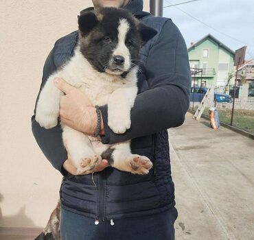 Psi: Prodajem stenad Americke Akite, od kvalitetnih roditelja. Stenci su na lalafo.rs — 1 Psi: Prodajem stenad Americke Akite, od kvalitetnih roditelja. Stenci su — 1