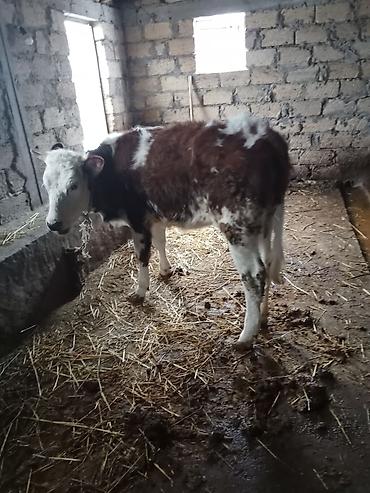 Dana, buzov: Dana, buzov, Erkək, ay: 8, Ətlik — 6