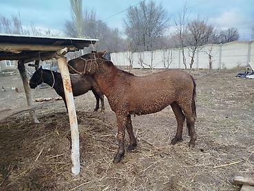 Лошади, кони: Продаю | Конь (самец) | Кара Жорго | На забой, Для разведения, Рабочий | Осеменитель — 9