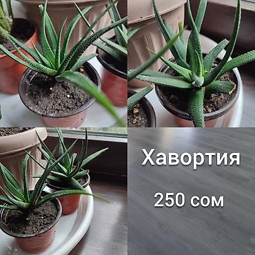 Другие комнатные растения: Продаю домашнии цветы адаптированные уже,пополнение фото каждый день — 5