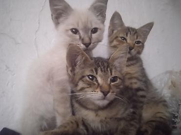 телять: Отдам в добрые руки котят Котята, помёт из трёх малышей: приучены к — 1
