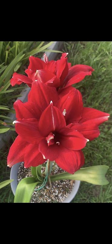 Digər bitkilər: Hippeastrum (Amarillis) soğanlı dekorativ çiçəklər – bir neçə rəng və — 4