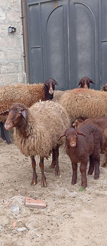 Qoyunlar, qoçlar: Salam ünvan Bakıin maştağa kendi obşi 8 baş heyvanlar 3 baş ana bala 2 — 5