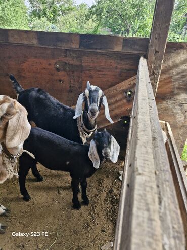 бурские козы: Продаю | Коза (самка), Козлёнок | Нубийская | Для разведения, Для молока