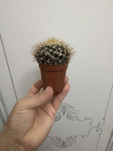 Замиокулькас (Долларовое дерево): Комнатные растения в горшках (на выбор): 1) Замиокулькас (Zamioculcas — 11