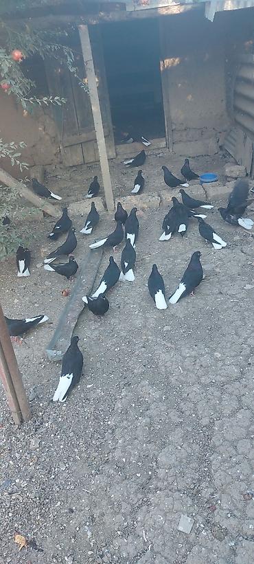 it bazari hardadi: Nikalayisqi ag quyruglar satilir quslar keven ve ci baladi esmeyine — 1