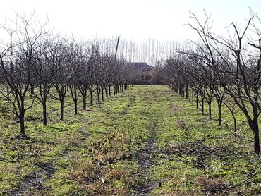 bine atçılıq torpaq: 200 sot, Kənd təsərrüfatı, Makler, Kupça (Çıxarış)