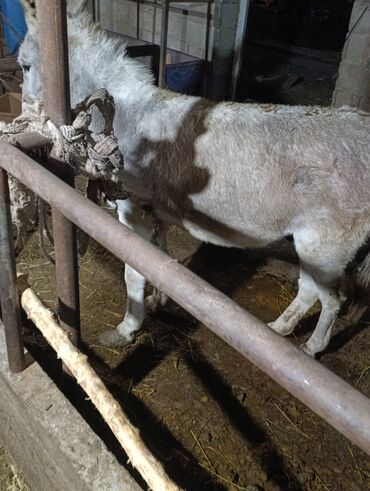 добрый корова: Продаю отличный ишак молод полон сил сена окан подойдёт для любых
