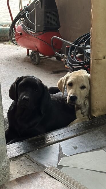 срочно продаю в связи с переездом: Лабрадор-ретривер, 5 айлык, Ургаачы