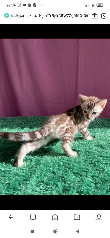 Продажа кошек: Бенгальская, 1 месяц, Мальчик, Белый, С документами, С прививками, Приучена к лотку — 2