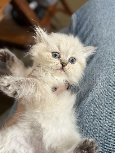heyvan sikisi: Ragdoll cins balaca pişik – uzun tüklü, açıq krem rəngli, qulaqlar — 1