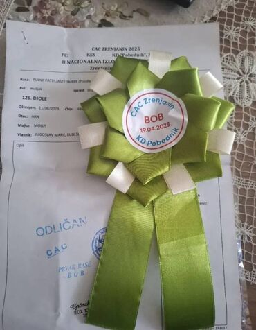 Psi: Pudla, rasa poznata po svojoj visokoj inteligenciji, eleganciji i na lalafo.rs — 16 Psi: Pudla, rasa poznata po svojoj visokoj inteligenciji, eleganciji i — 16