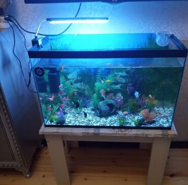 akvarum baliqlari: Dördbucaq akvarium, Balıqlarla birlikdə, 5 l, Ünvandan götürmə