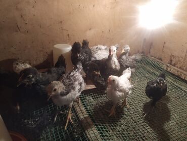 sudluk inekler satisi: Damazlıq, Ünvandan götürmə, Ödənişli çatdırılma