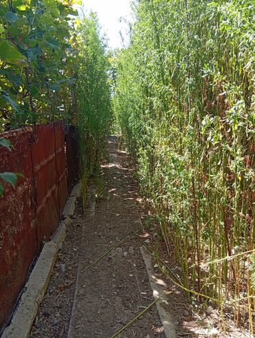 Həyət evləri və villaların satışı: 4 otaqlı, 80 kv. m, Kredit yoxdur, Orta təmir — 11