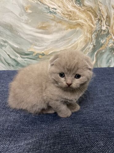 pişik latoku: Şotland, Erkək, Dişi