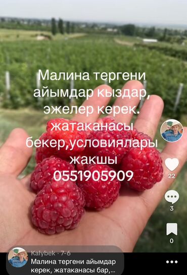 работа склад вайлдберриз: Требуется Сборщик урожая, Оплата Сдельная