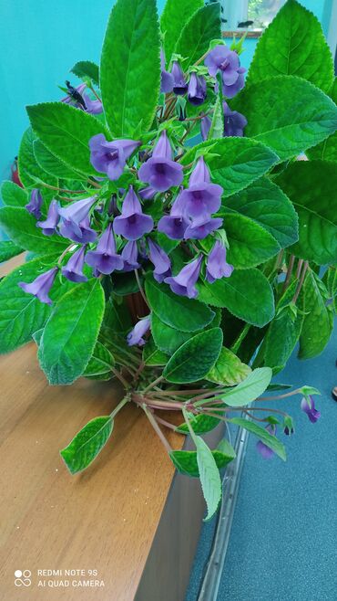 Другой декор и предметы интерьера: Распродажа по 300 сом и выше — 22