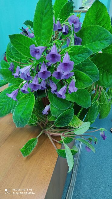 Другой декор и предметы интерьера: Распродажа по 300 сом и выше — 11