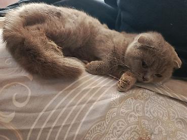 Pişiklər: Şotland — 22