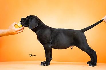 obuca ps: Sa zadovoljstvom predstavljamo novo leglo Cane Corso štenaca iz — 2