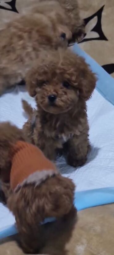 İtlər: Pudel, 2 ay, Peyvəndli, Pulsuz çatdırılma — 8