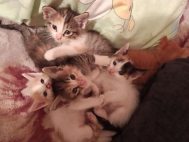 Продажа кошек: Отдаю Котята, помёт из нескольких малышей разной окраски: трёхцветные — 3