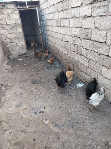 Akvariumlar: Yerli toyuqlar sürüsü - Rəng çeşidi: qara, qəhvəyi (rumı/layt braun