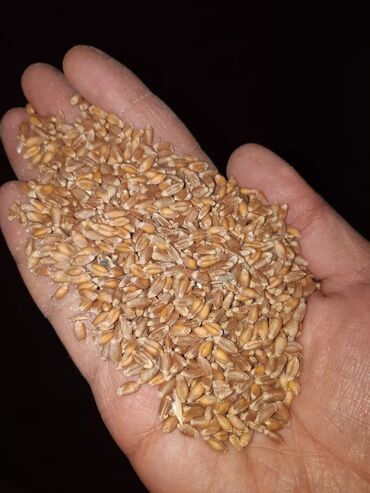 Корма для с/х животных: Продаю местную пшеницу