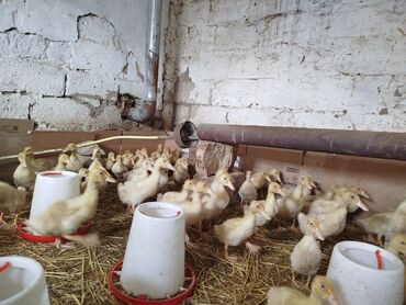 mandarin ordeyi: Salam tam sağlam Pekin ordeklerdir 1 ay 20 gunlukduler qiymət 5m ünvan