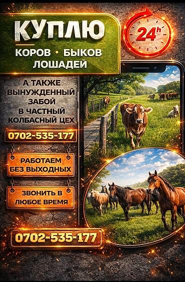 быки куплю: Покупка сельскохозяйственных животных: - Покупаем коров, быков и — 1