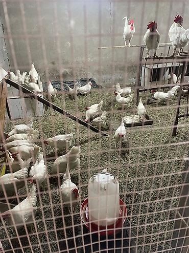 куплю куры: Инкубационные яица ( Чистокровная порода Легорнн белый стандарт) — 7