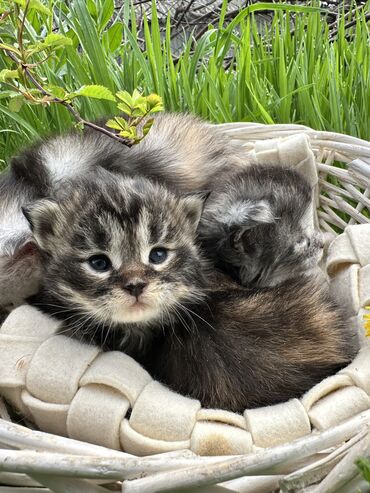 японская порода кошек: Питомник ElsoNita рад представить Вам наших малышек😍🥰 Шикарный девочки