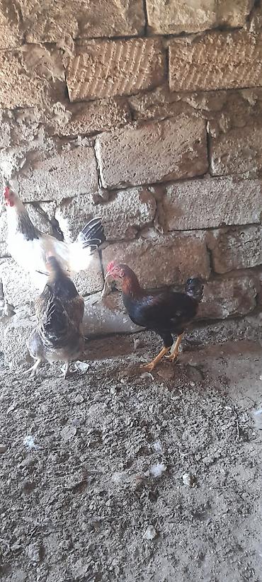 Toyuqlar: 5 ayliq xoruzlardi 20-25 ədəddi tək-təkdə satilir dərmanlari verilib — 3