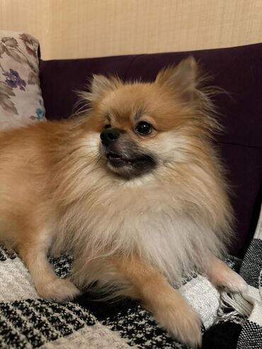 pomeranian spitz qiymeti: Şpitz, 1 il, Erkek, Cütləşmə üçün, Pulsuz çatdırılma