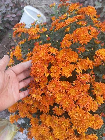 Другие виды семян и саженцев: Саженцы хризантем с пышной зеленой листвой, готовые к пересадке — 8