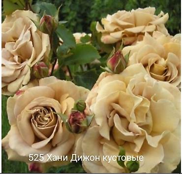 Rose saplings: Кустовые розы — сорта: - Э Шропшир Эд (№534): густомахровые — 30