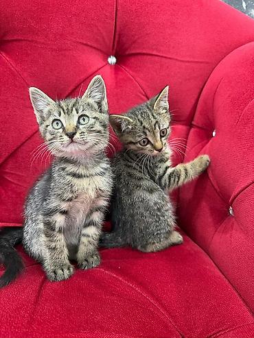 Мышыктар: Отдаём котят в добрые руки,возраст 2 месяца,приучены у лотку — 4