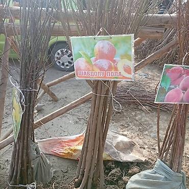 Яблоня: Саженцы плодовых культур — ассортимент сортов Предлагаются саженцы — 6