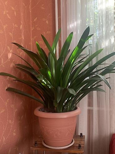 кливия: Кливия (Clivia) в декоративном пластиковом кашпо - Крупное комнатное — 5