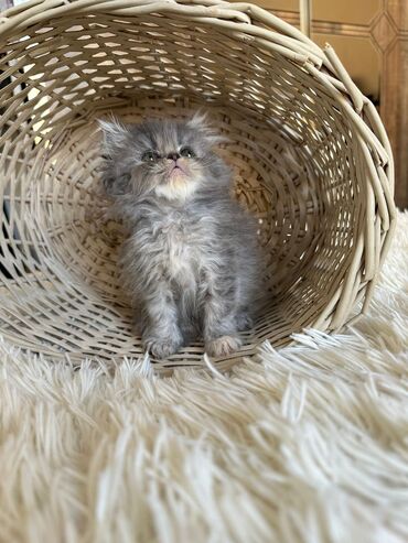 Pişiklər: Şotland yastı qulaq, Erkək, Dişi, Yaxşı əllərə, Ünvandan götürmə, Pulsuz çatdırılma, Ödənişli çatdırılma — 178