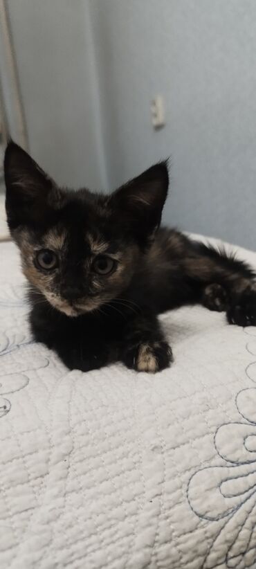 скоттиш страйт шотландская прямоухая кошка: 1 месяц, Девочка, Черепаховый, Проглистована